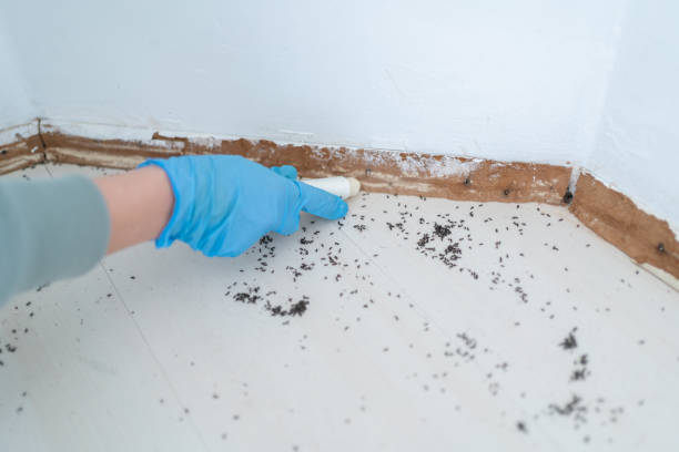 Best Residential Pest Control  in Shepherd, MI